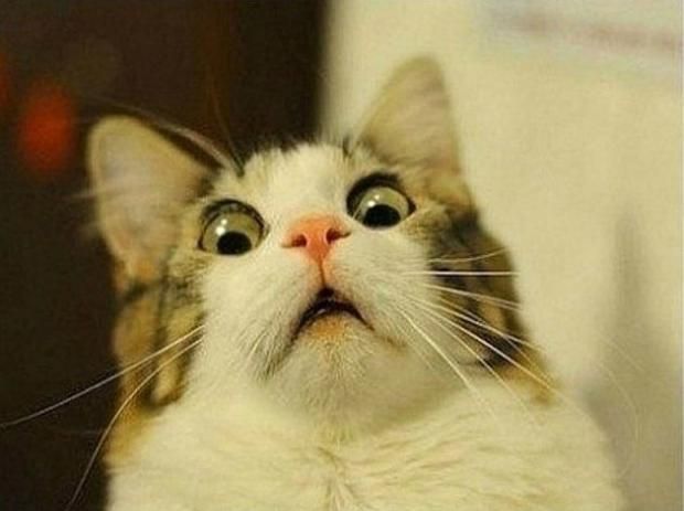 scared cat meme template