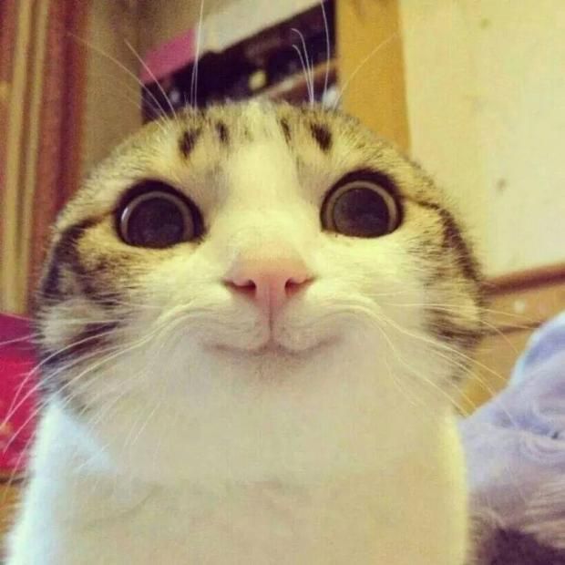 smiling cat meme template