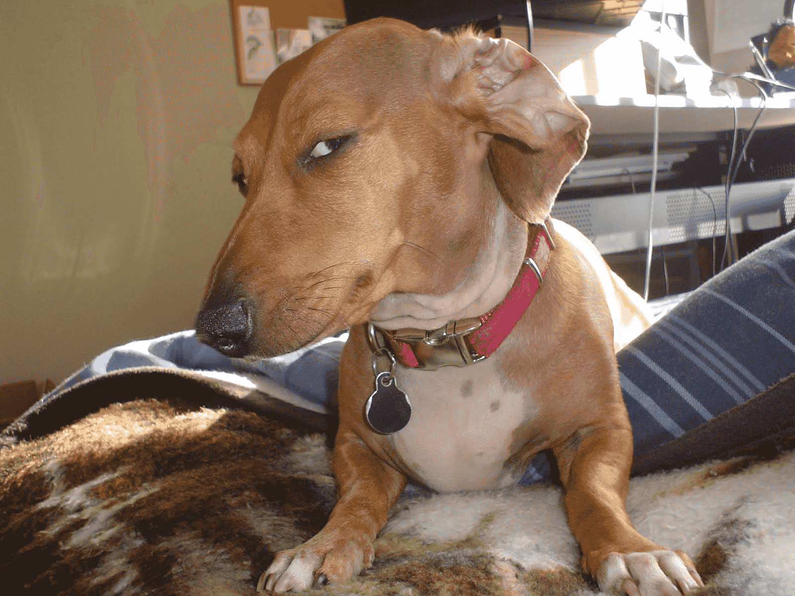dog side eye meme template