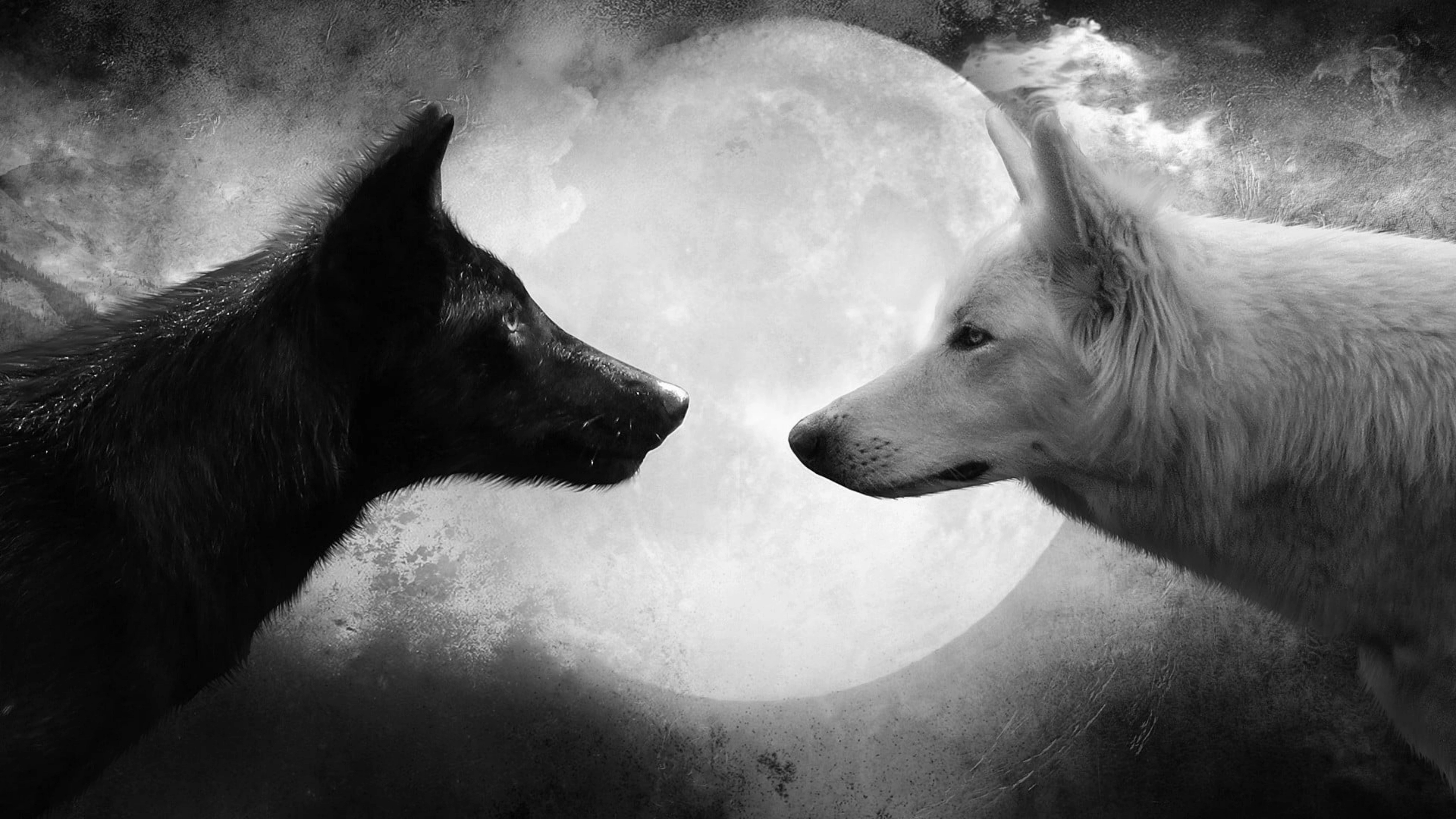 black-&-white-woolfs