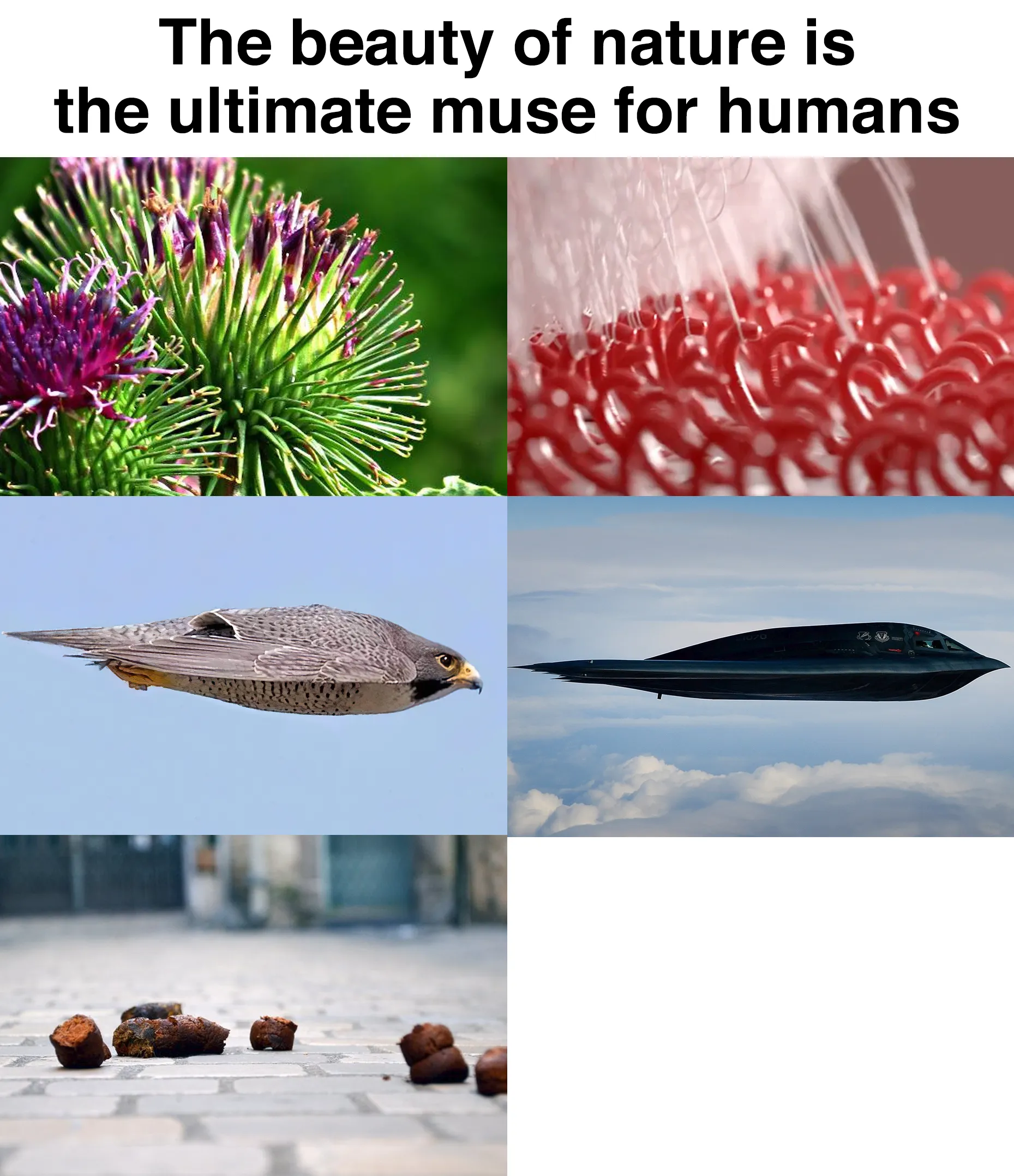 natures-beauty